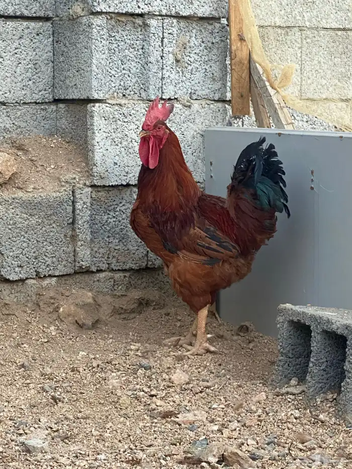 دجاج فرنسي 2