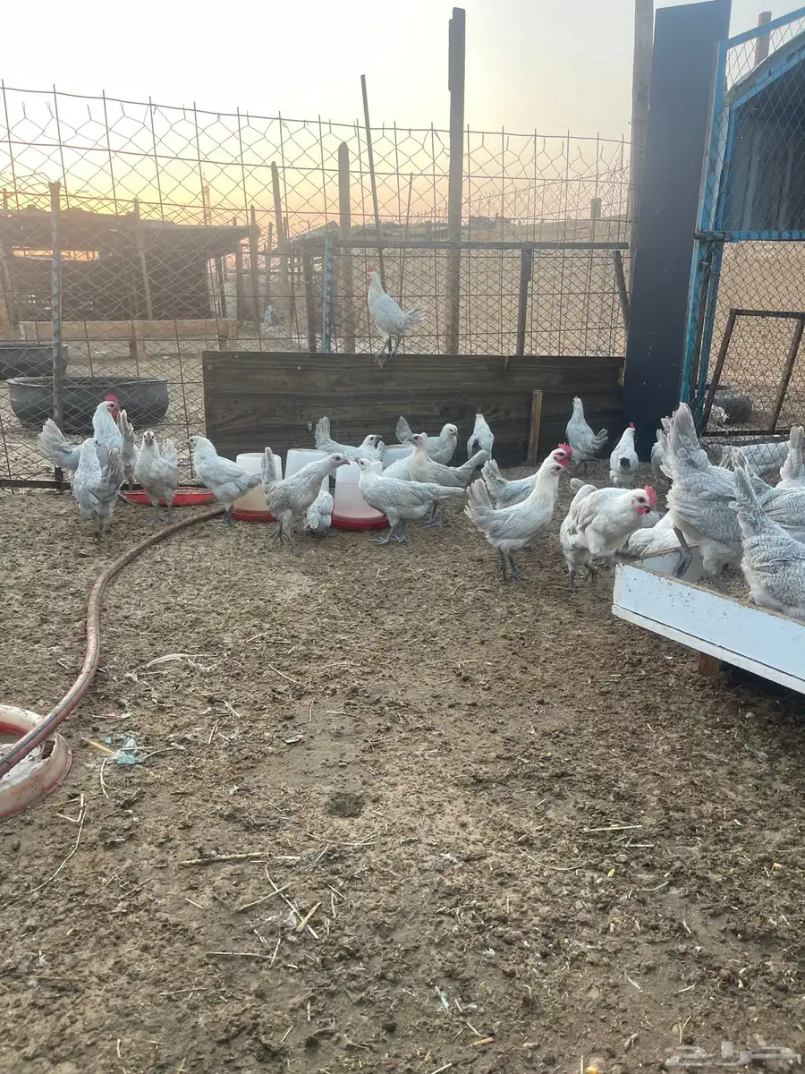 دجاج فيومي المنيوم 1