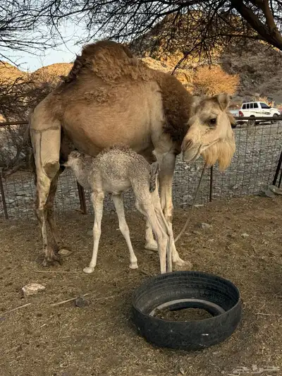 للبيع ناقه خلفه 1