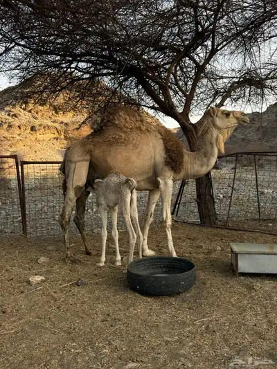 للبيع ناقه خلفه 14