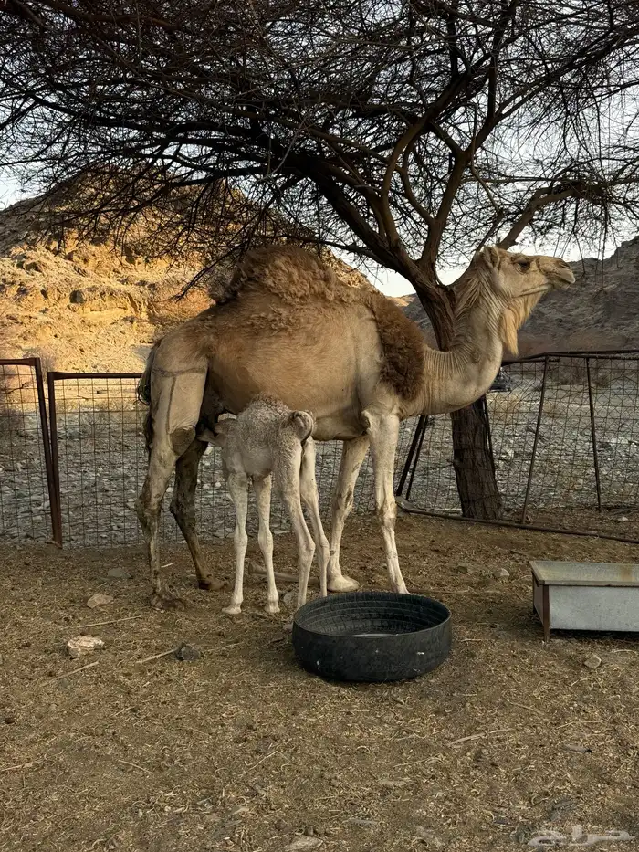 للبيع ناقه خلفه 14