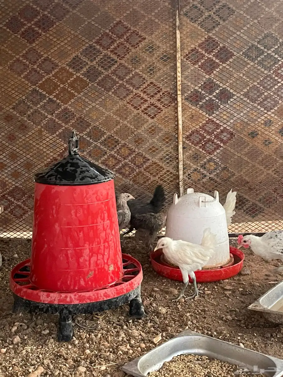 دجاج للبيع 3