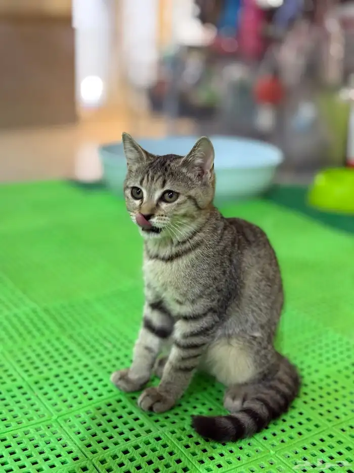 عروض الصيف لدينا لهواة القطط الاليفة موجودة بغابة افريقيا 2