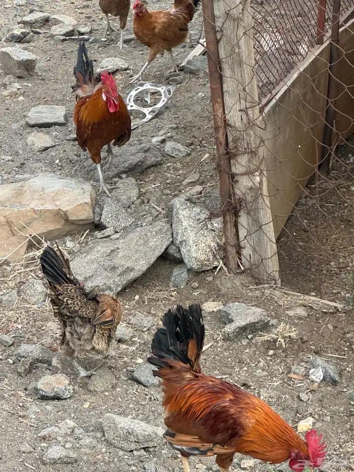دجاج بلدي اصيل ماشاءالله 10