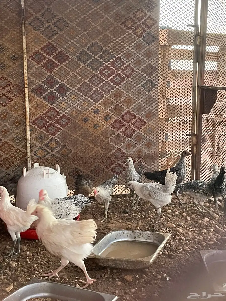 دجاج للبيع 1
