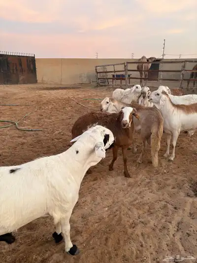 ذبايح زواجات جذعان جزله وأوزان 7