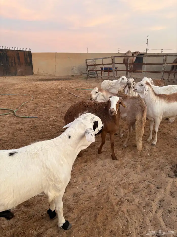 ذبايح زواجات جذعان جزله وأوزان 7