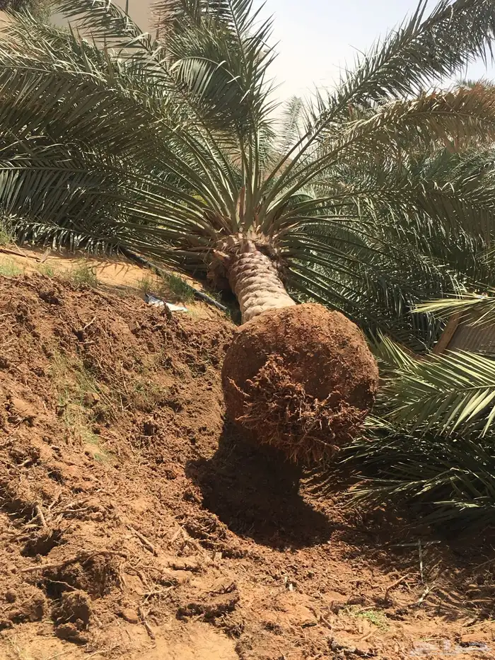 توفر عمالة مدربة لأعمال النخيل 4