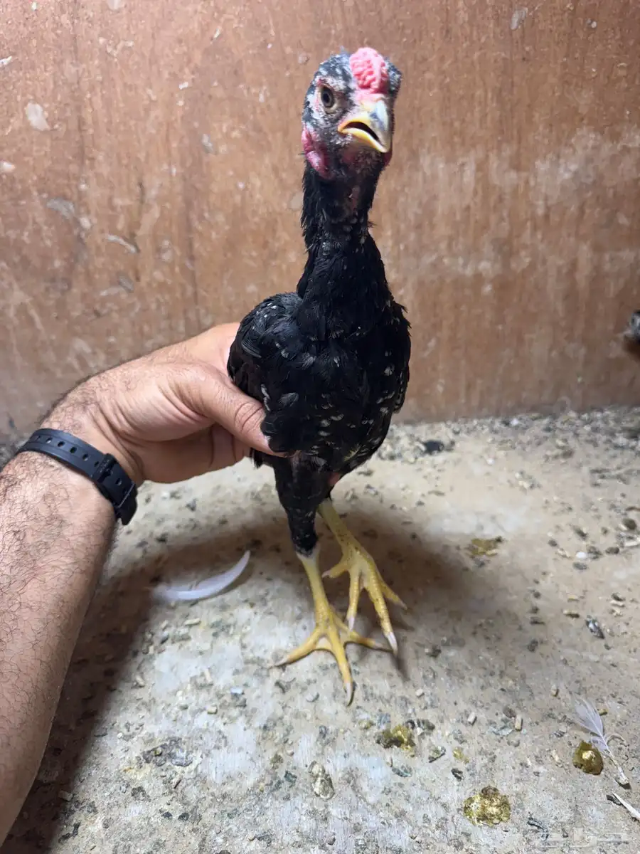 دجاج فايتر قزم 2