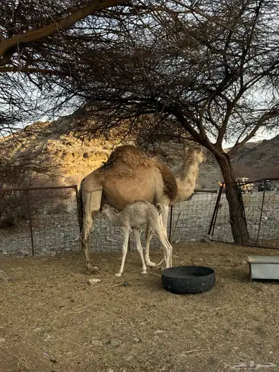 للبيع ناقه خلفه 18