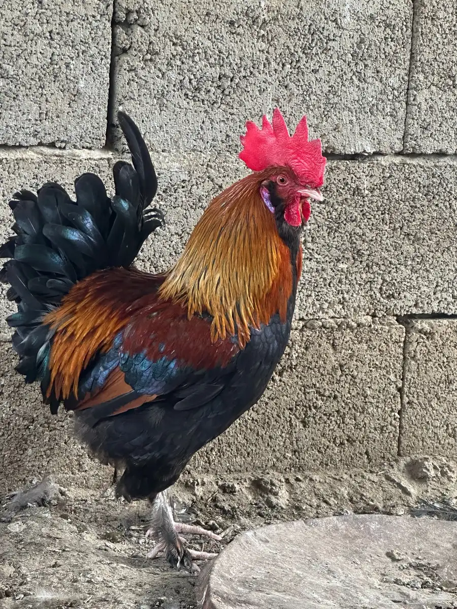 دجاج فرنسي 6