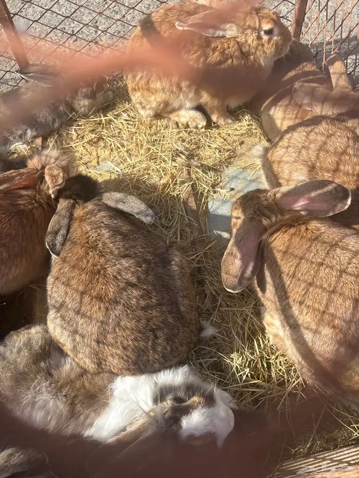 مشروع ارانب شنشلا عملاق 1