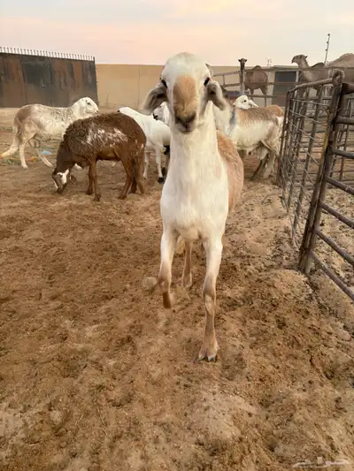 ذبايح زواجات جذعان جزله وأوزان 11