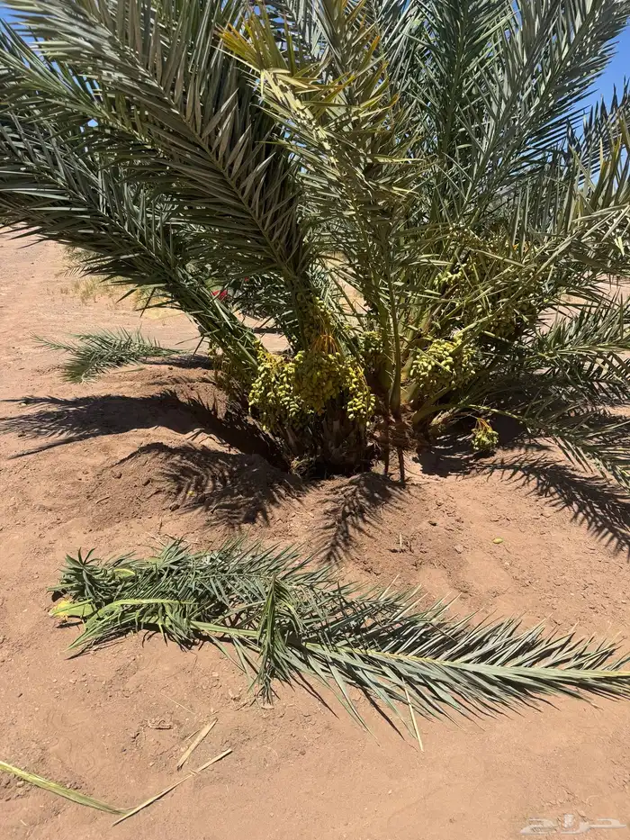 نخيل لبيع 2