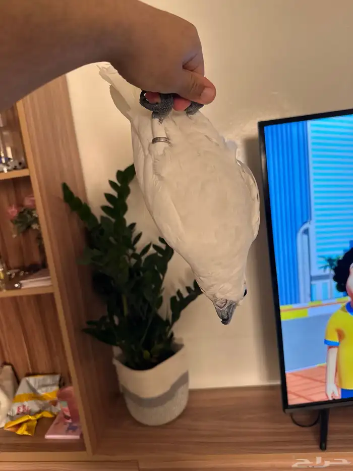 ببغاء كوكاتو كرستد تم البيع 5