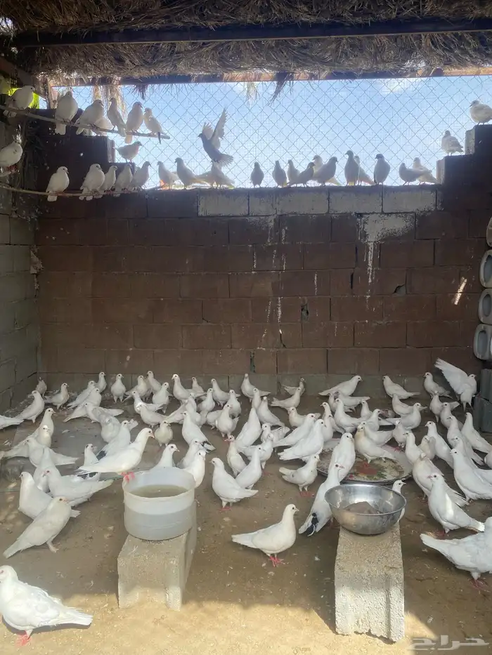 حمام فرنسي 0