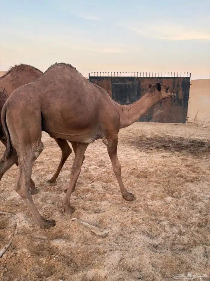 بكار مقاني عدد 3 سومها 8700 0