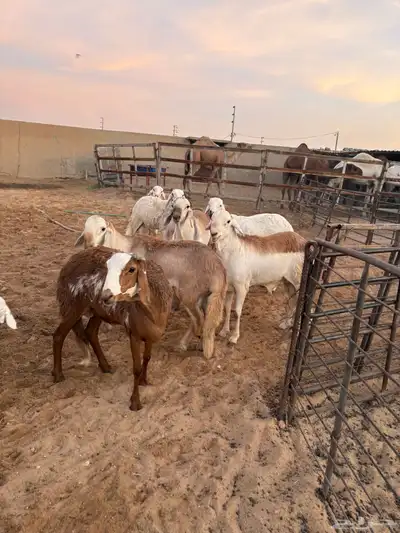 ذبايح زواجات جذعان جزله وأوزان 6