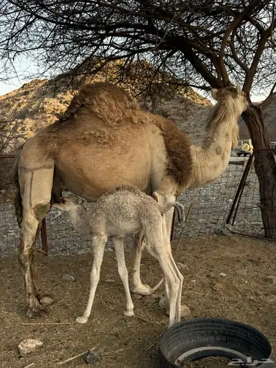 للبيع ناقه خلفه 0