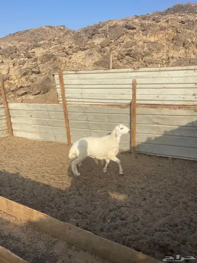 ذبايح حريه 2