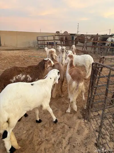 ذبايح زواجات جذعان جزله وأوزان 3