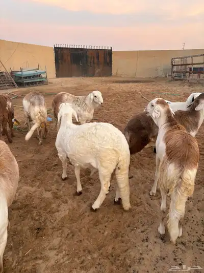 ذبايح زواجات جذعان جزله وأوزان 2