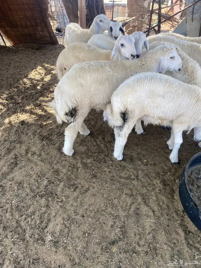 8 طليان 0