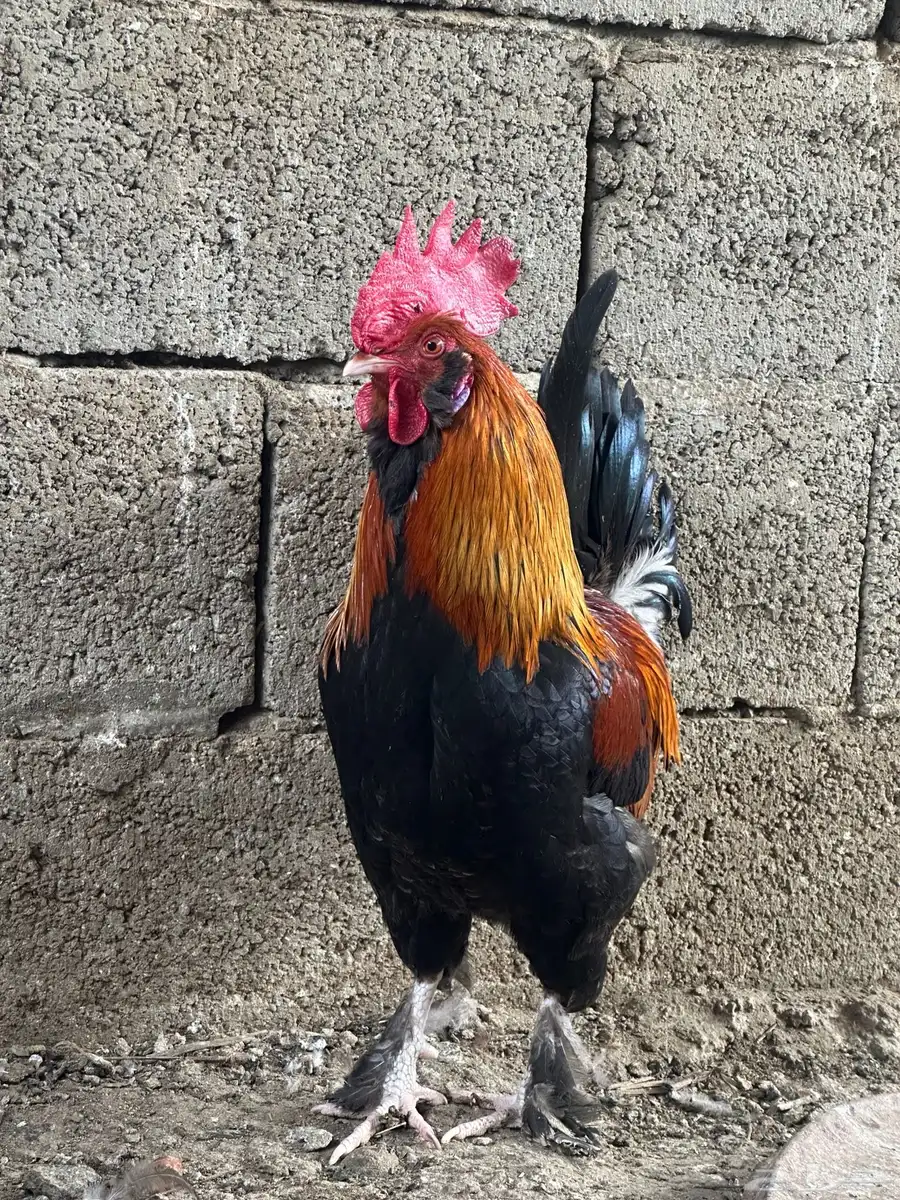 دجاج فرنسي 5