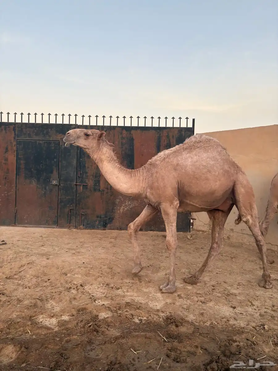 مفرودين فحول شعل طيبه سومها 9000 0