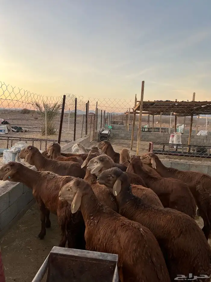 طليان سواكن مرابي 2