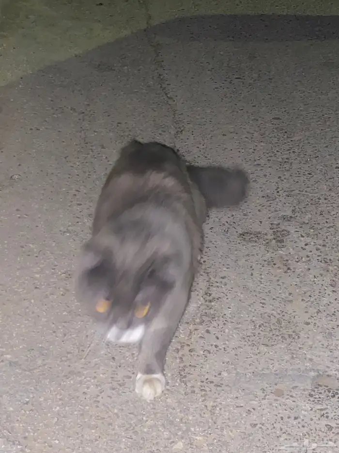 صاحب القط يتواصل معي القط موجود او الشخص اللي يبيه يتواصل 1