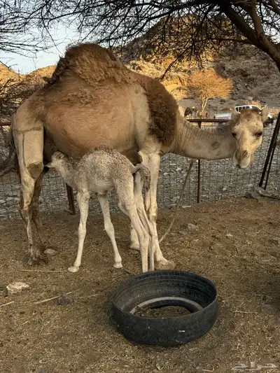للبيع ناقه خلفه 5