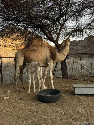 للبيع ناقه خلفه 15
