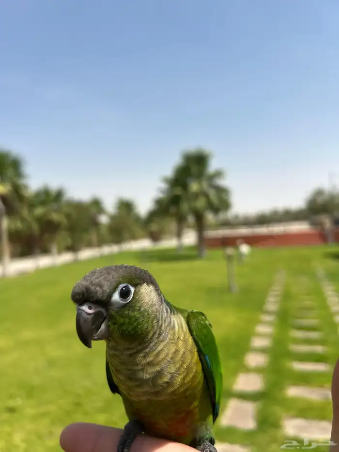 كنيور قرين شيك صبغه قويه هدد خارجي سوبر جامبو 0