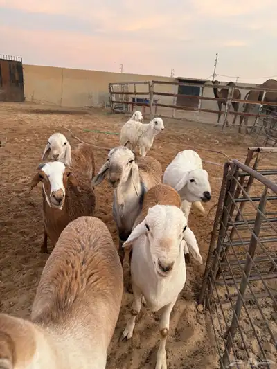 ذبايح زواجات جذعان جزله وأوزان 5