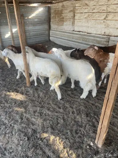 ذبايح حريه 0
