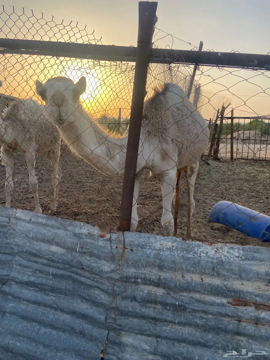 بكار مفاريد 2