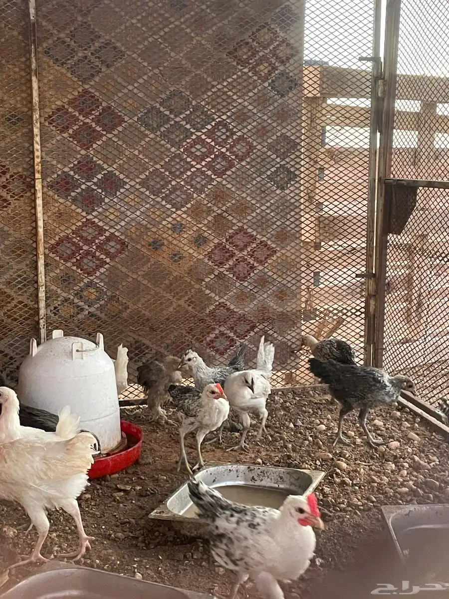 دجاج للبيع 2