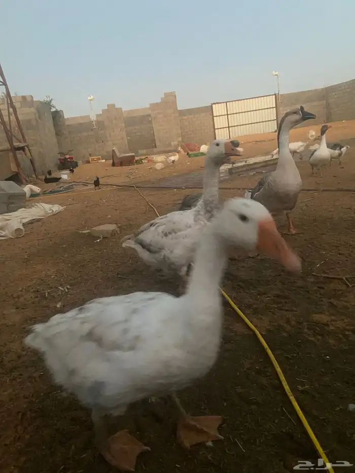 وز مهجن 0