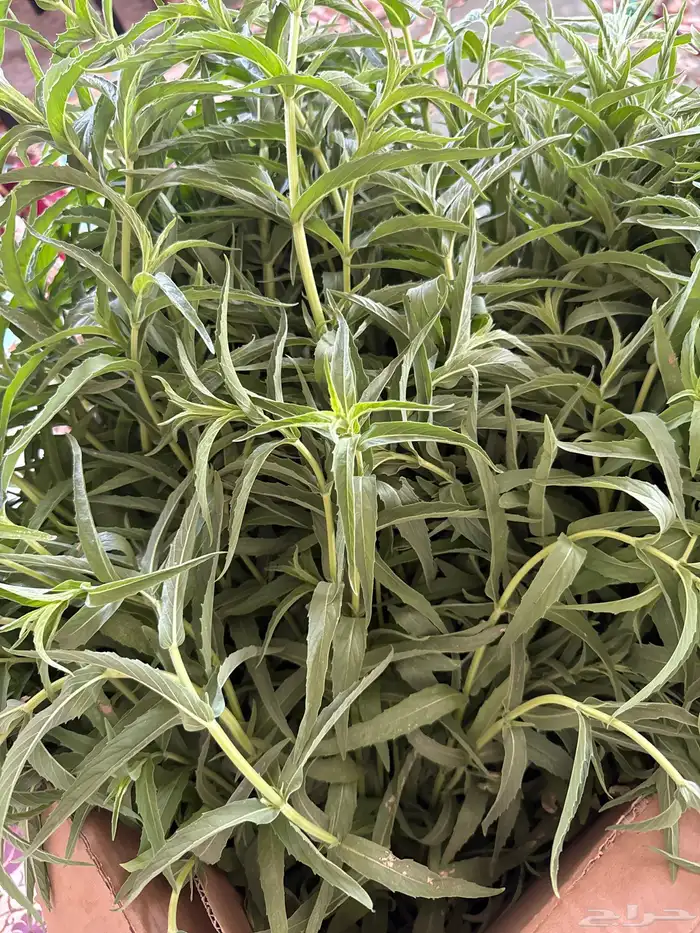 حبق طازة وإكليل الجبل وميرمية طازة وجافة ودقة حبق ودقة كزبر 0