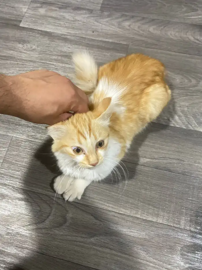 قط شيرازي ذكر 0