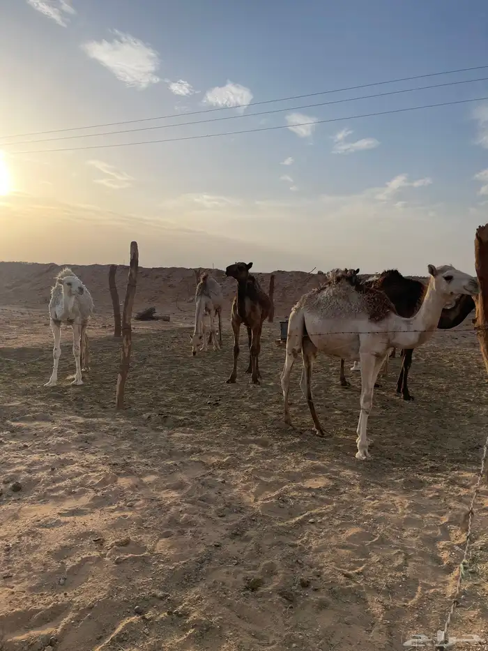 قعدان للبيع 0