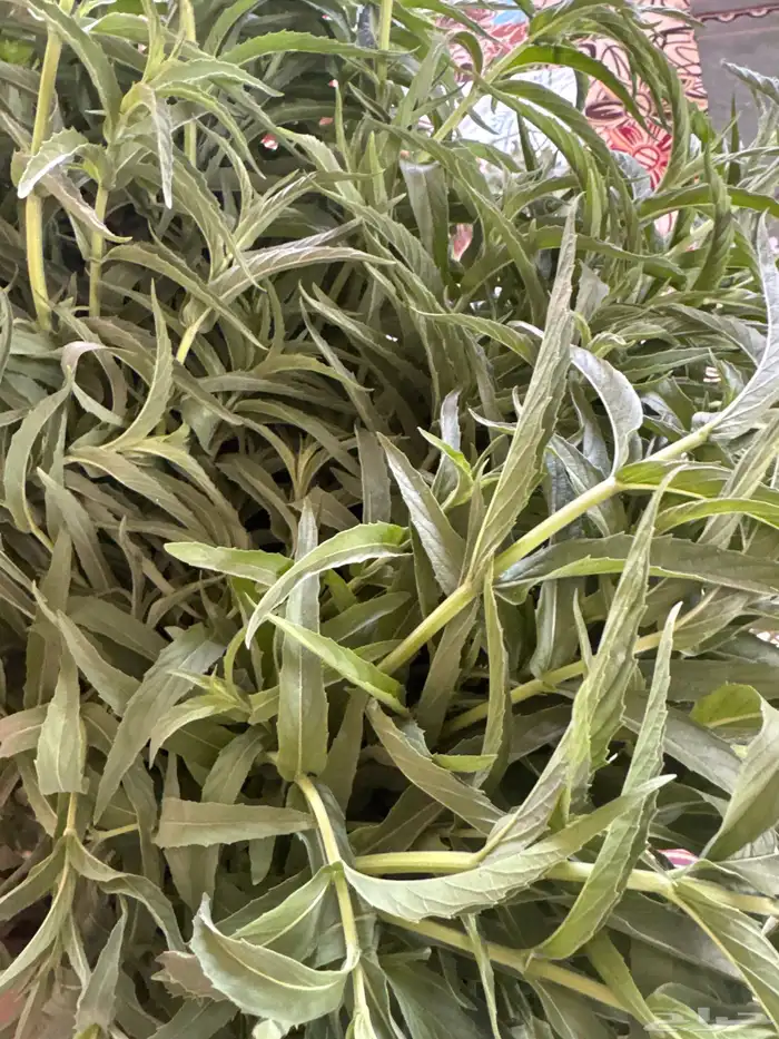 حبق طازة وإكليل الجبل وميرمية طازة وجافة ودقة حبق ودقة كزبر 1