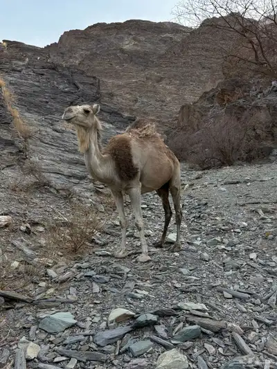 للبيع ناقه خلفه 7