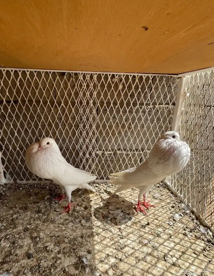 حمام نفاخ حمام مالتيز 2
