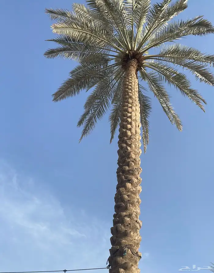 صيانة النخل الواشنطن والعربي 9