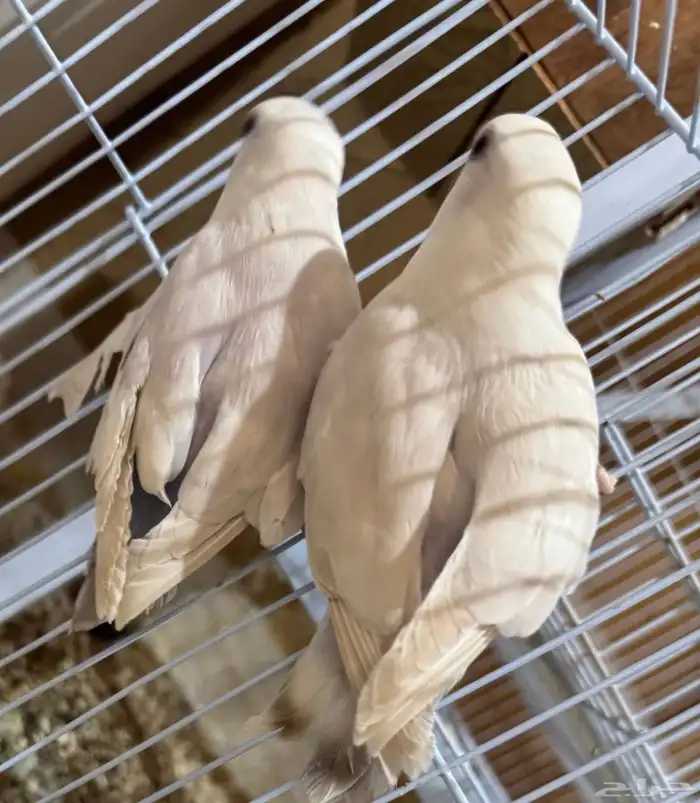 روز طبات 1