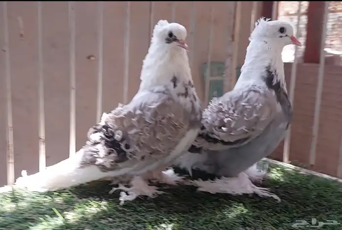 حمام زينة (تم البيع ) 1