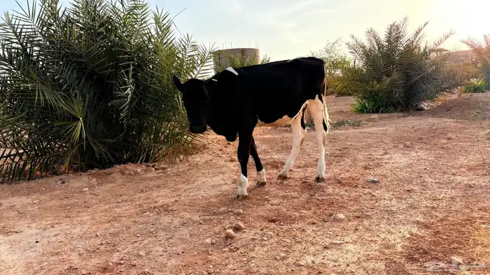 ( بقره. ) عجله هولنديه قريب لملهم 2