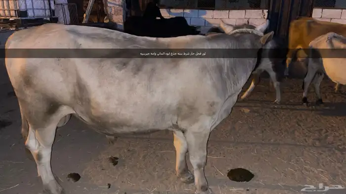 بقر مراح واحد 8 كبار   6 صغار الاجمالي 14 10